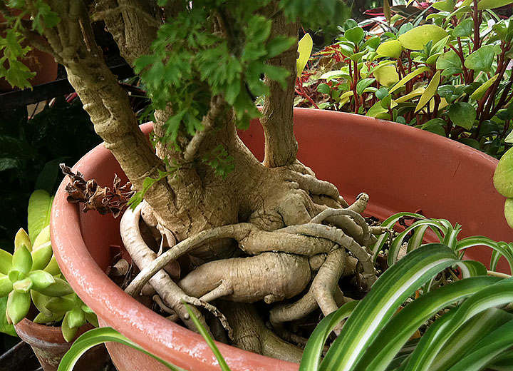 Criss-crossing roots