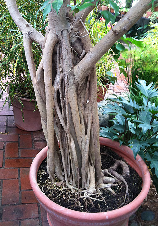 Vertical photo of tree with many entwined trunks