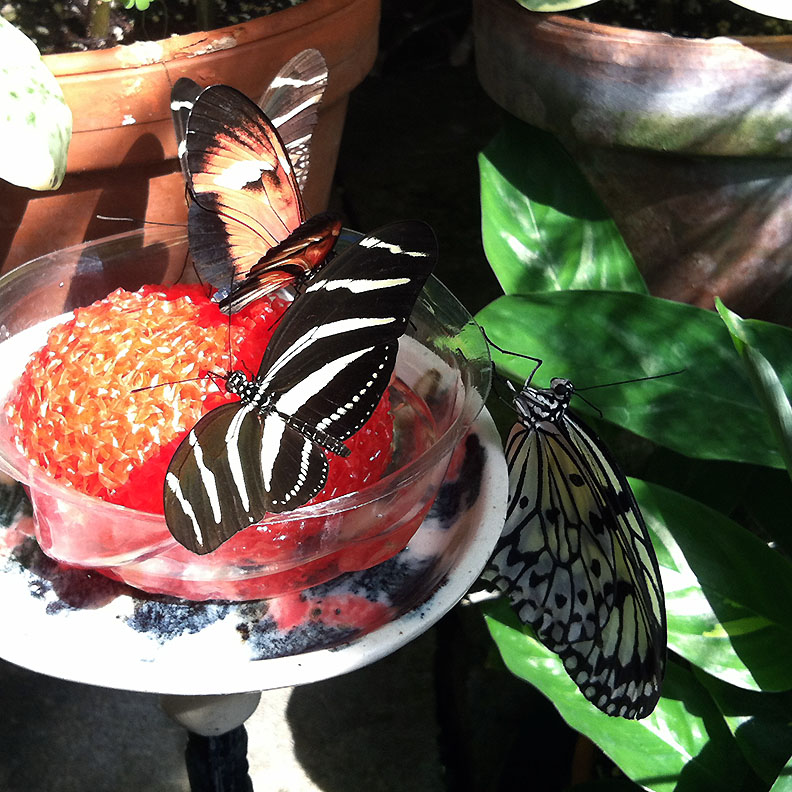 Four butterflies sharing a food dish
