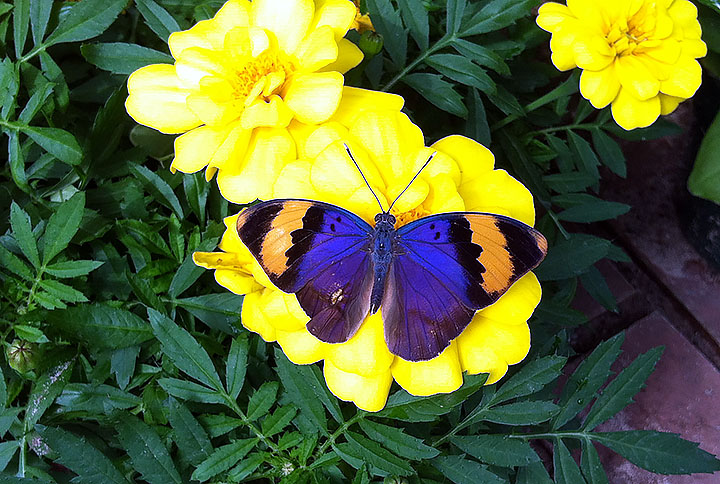Gold banded forester butterfly on a yellow marigold