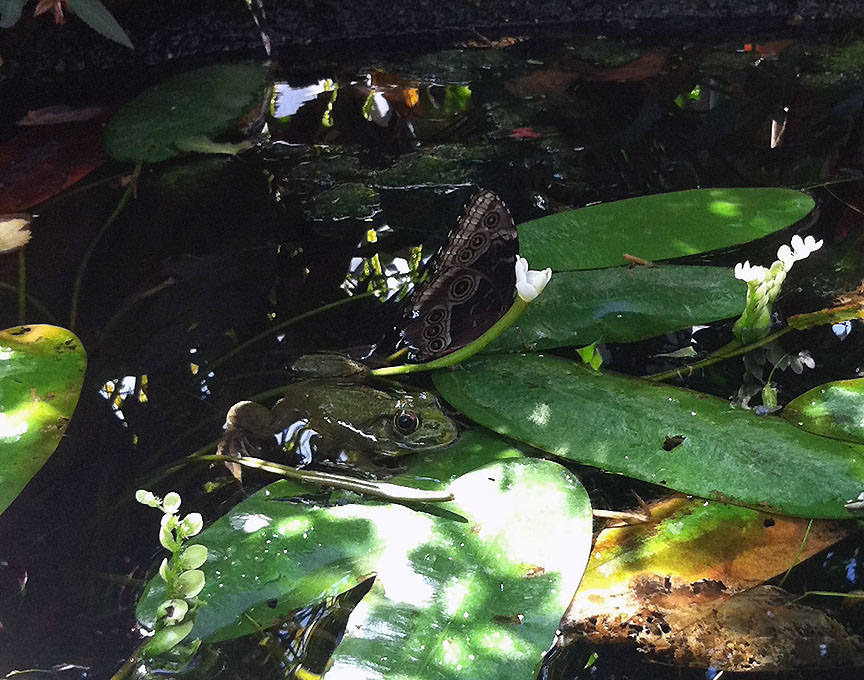 Frog and blue morpho butterfly next to each other in a pond
