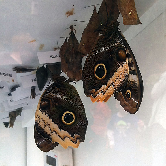 Butterfly Diary 2016, Week&nbsp;4