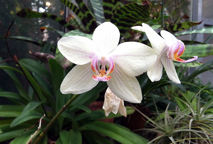 One variety of orchid, in a smaller room off to one side.