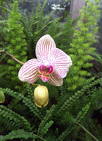 Another variety of orchid.