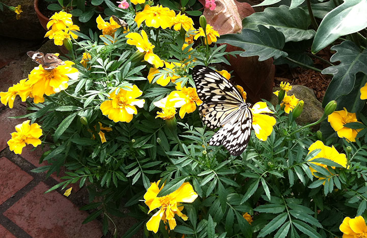 Paper kite and buckeye butterflies on yellow marigolds