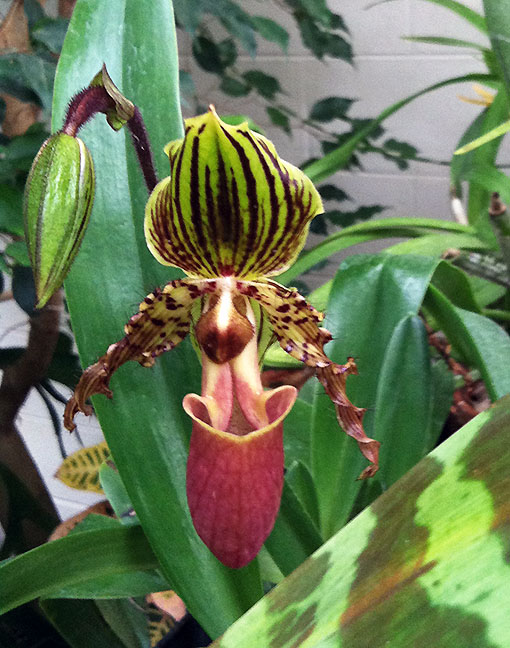 Plant Pics, 03242016 edition