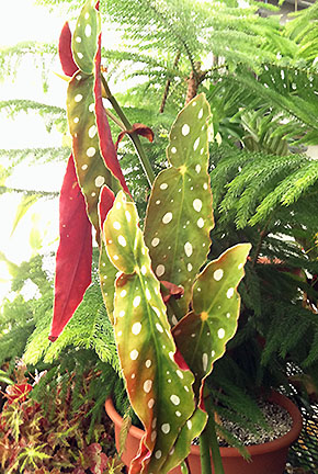 Plant with narrow triangular leaves that are red on the back, green with spots on the front