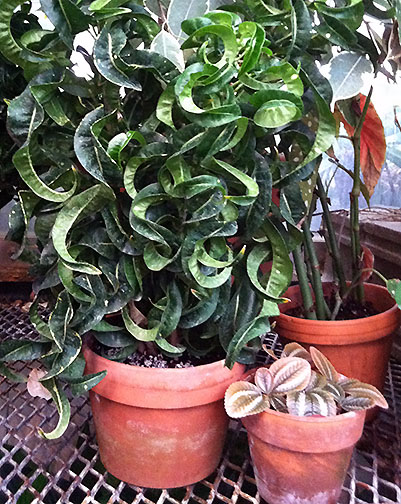 Plant with twisting leaves