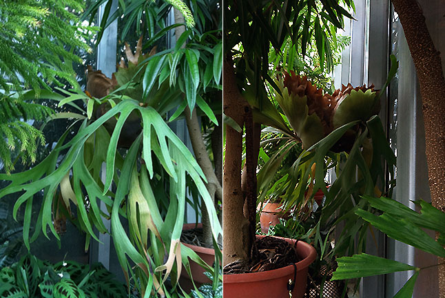 A wall-mounted plant, from the front and from the side.