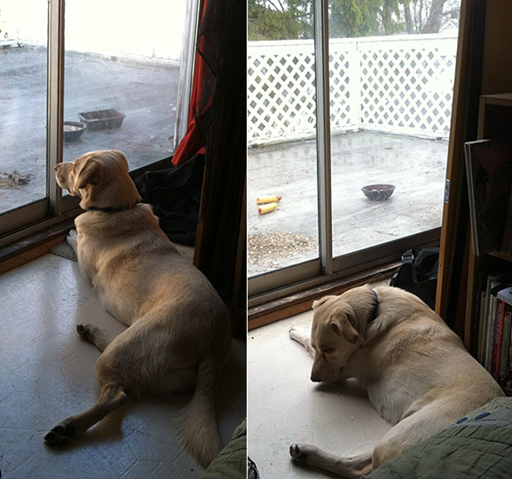 Guess who likes watching the squirrels? Abbey has to be reminded not to charge at them. [March 21] Sometimes she gets tired of waiting for them to return. [March 13]