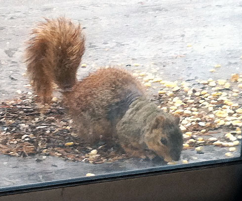This poor little squirrel is one of the reasons I keep water and food on the balcony. It has mites, so quite a bit of its fur is missing.