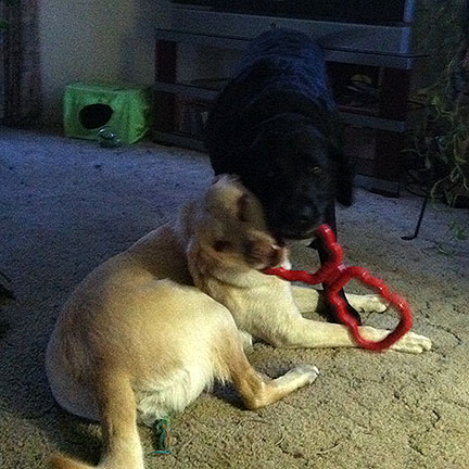 The dogs didn’t understand this tug toy at first. It took considerable coaching to get them to grasp that they should be on opposite ends.