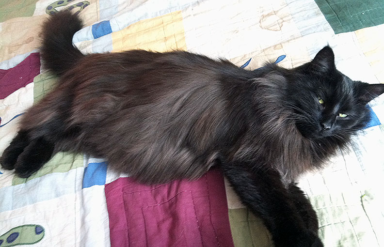 Another big squirrel fan is Daryl, who sometimes stalks them, then settles into pounce position. Today is his 2nd birthday. [April 3]