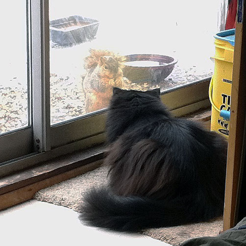 My cat Daryl watching a squirrel through a sliding glass door