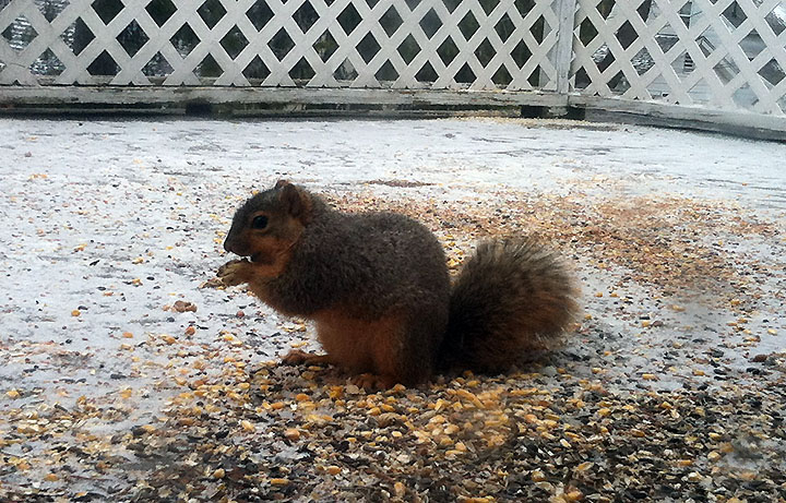 Yes, I spoil the squirrels. This one knows life is good, and is watching me watching her. Yes, that is snow. [April 10]