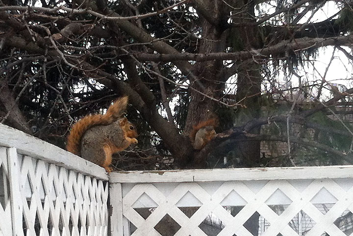 Pecking order in squirrel world. One sits on the balcony rail, eating and guarding the food below, while another waits in a tree for its turn. [April 10]