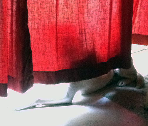 Dog Abbey watching out window