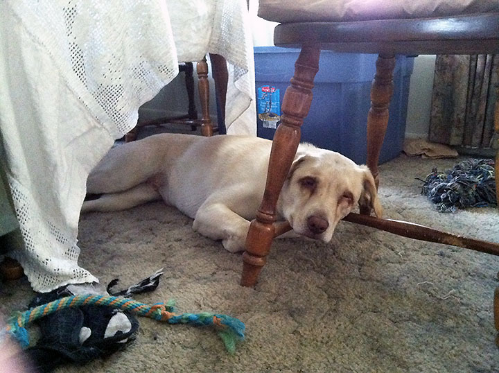 Dog Abbey draped over chair rungs