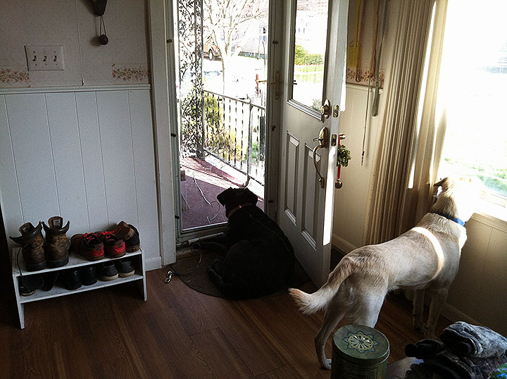 Two dogs watching out separate windows