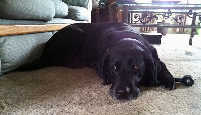 Black Lab guarding black chew bone