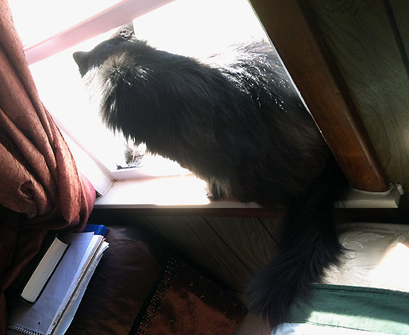 Cat Daryl sitting in open window