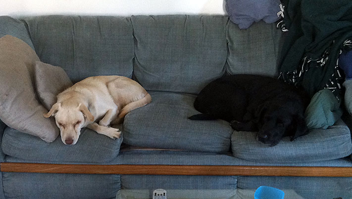 Dogs sleeping at opposite ends of a couch