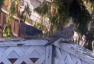 I hope to get a better shot of these mourning doves, sometimes, but they’re a skittish pair. I don’t usually see them until early evening, when the other birds and squirrels have pretty well cleared out. [April 17]