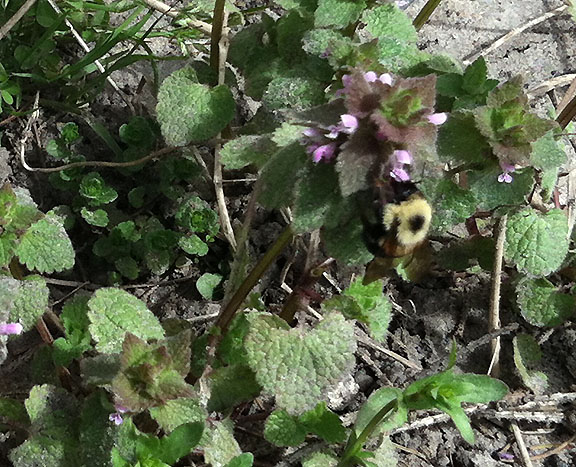 One of my favorite signs of warm weather: our bee friends! Clover is about all they have for now, but they will be very busy on our raspberry patch this summer. [April 19]