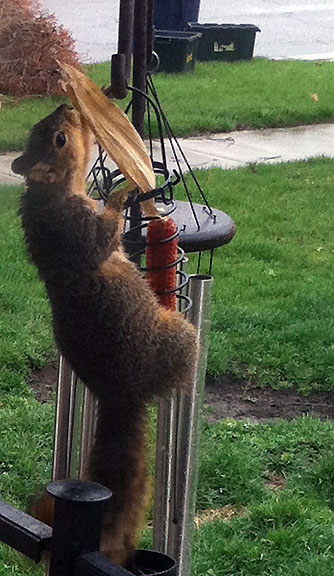 There were only a few kernels left on this cob, but this squirrel was determined to get every one. [April 21]