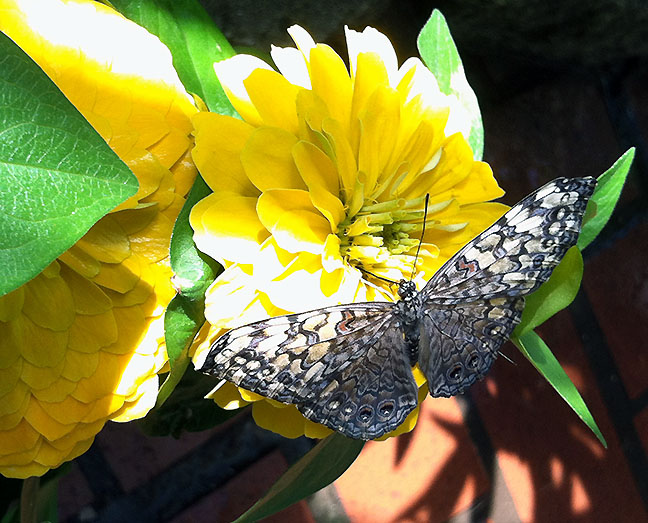 Gray cracker butterfly
