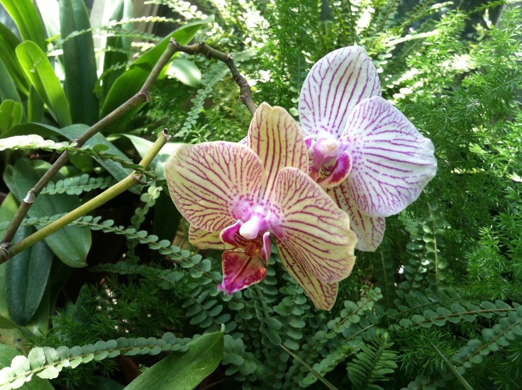 Orchid in the orchid room