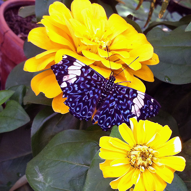 Red cracker butterfly