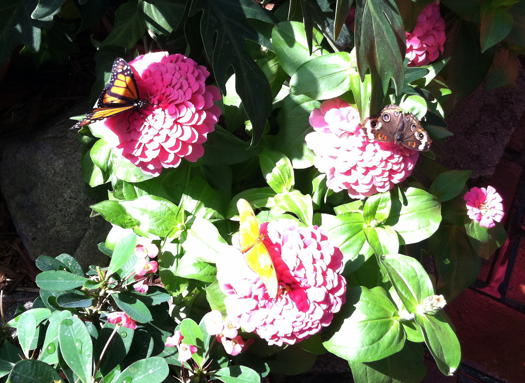 Trio of butterflies on pink zinnias