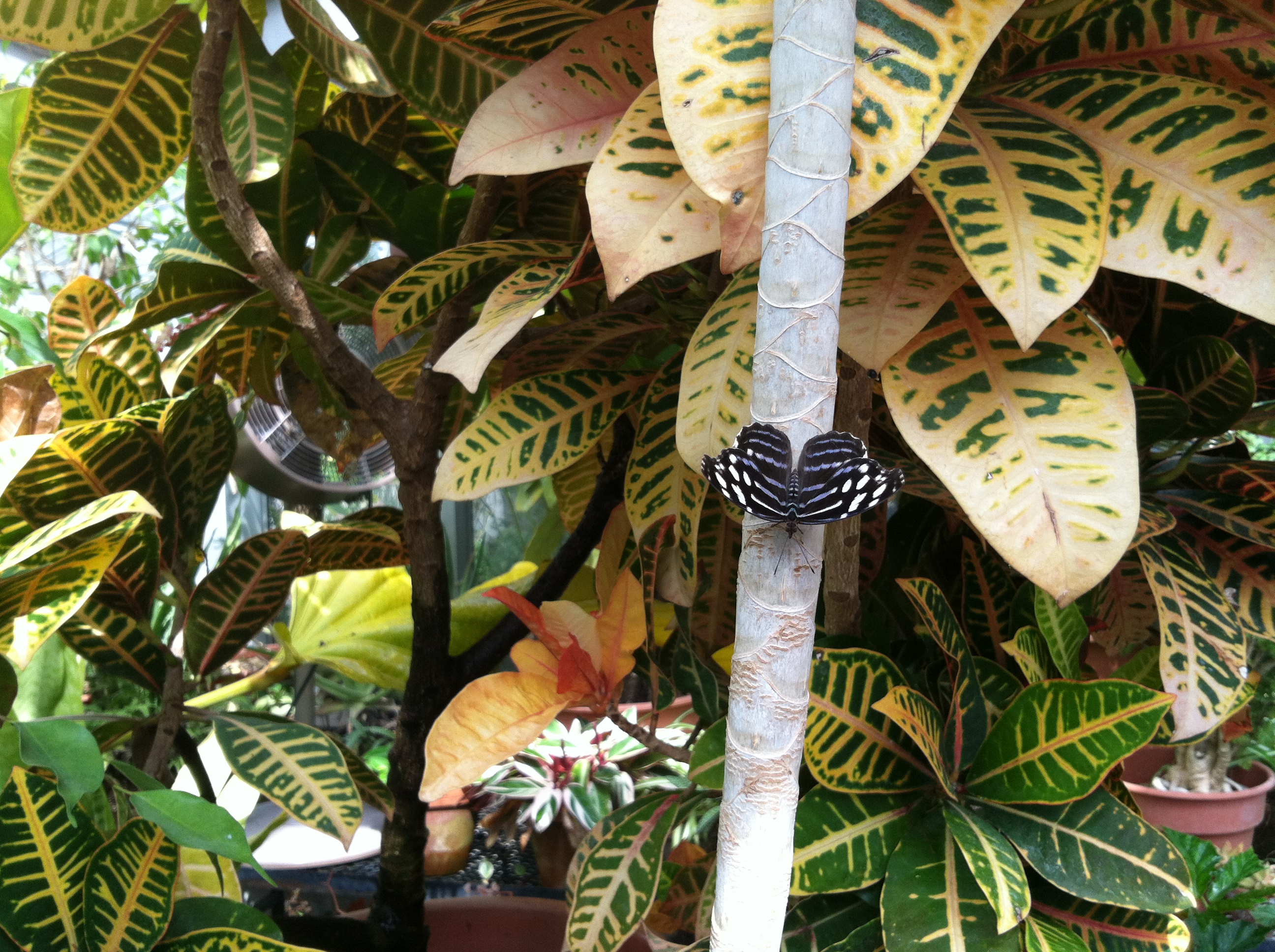 This butterfly is also blue and the same size, but it is a bluewave. While the Mexican blue is blue with white stripes, the bluewave is black with blue stripes.