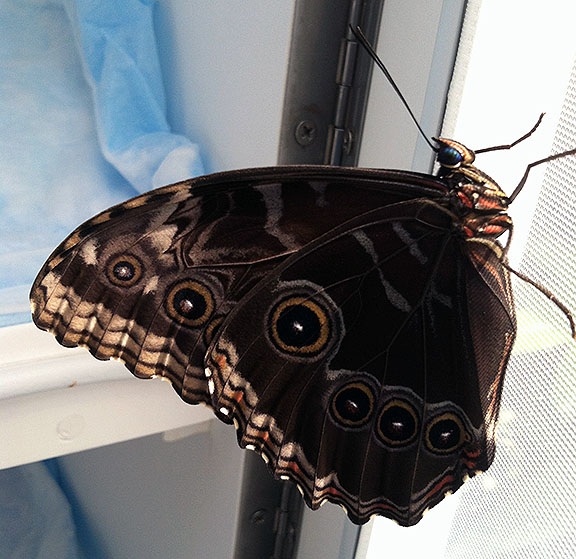 A blue morpho ready for release, clinging momentarily to the inside of the emergence case door.