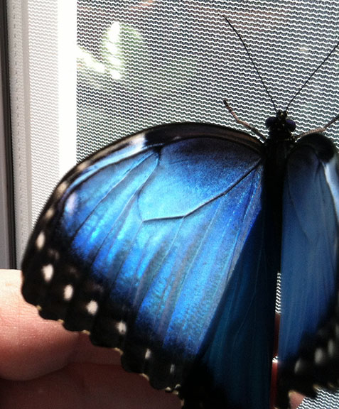 The brilliant blue topside of a blue morpho's wings