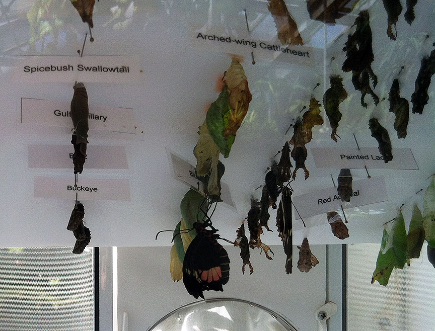 This arched-wing cattleheart emerged about 15 minutes before I took the picture. Note how fat the body is, with waste fluid yet to be expelled, and that the wings have not fully unfolded, let alone begun to dry. This butterfly takes 2-3 hours to be ready to leave the emergence case.