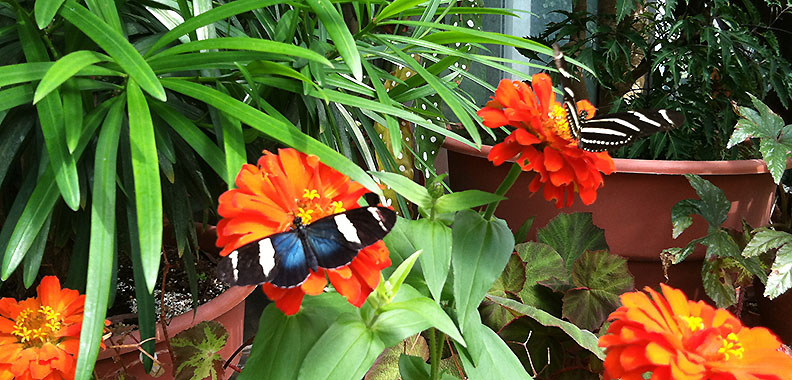 A blue longwing, notable for its iridescence, and a zebra longwing feed on orange zinnias.