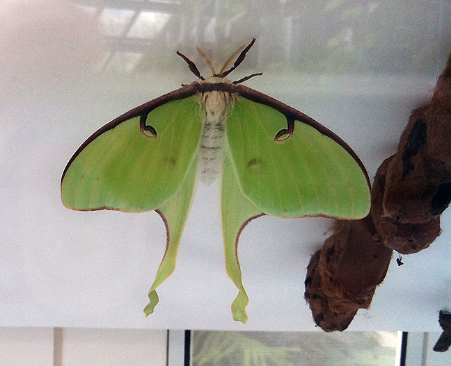 A recently emerged luna moth next to a row of cocoons.