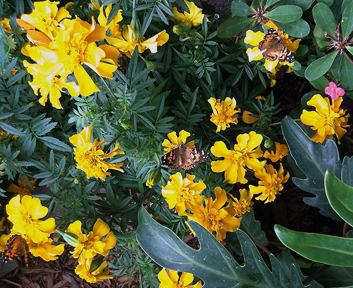 These yellow marigolds attracted painted lady butterflies.