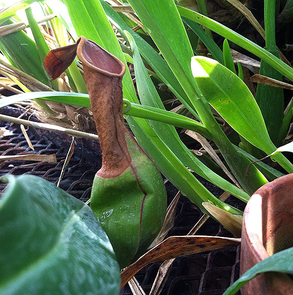 Pitcher plant in the orchid room