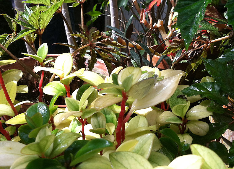 Southern white butterfly