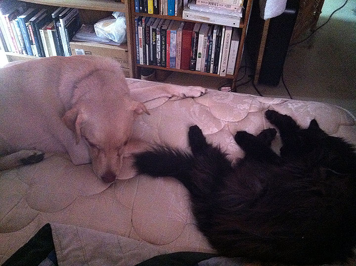Cat and dog sleeping on bed near each other
