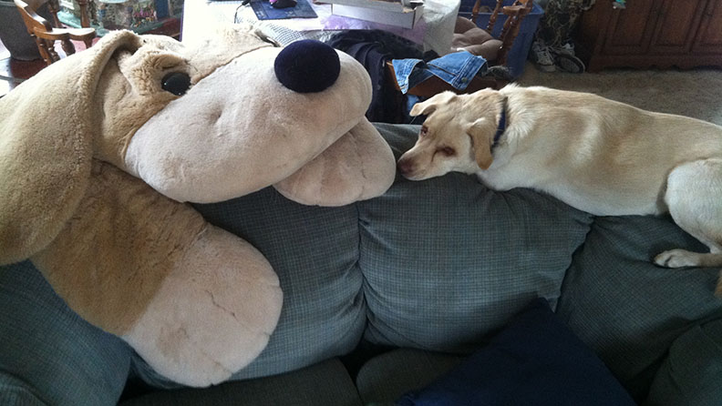 Pet Pics, 05262016&nbsp;edition