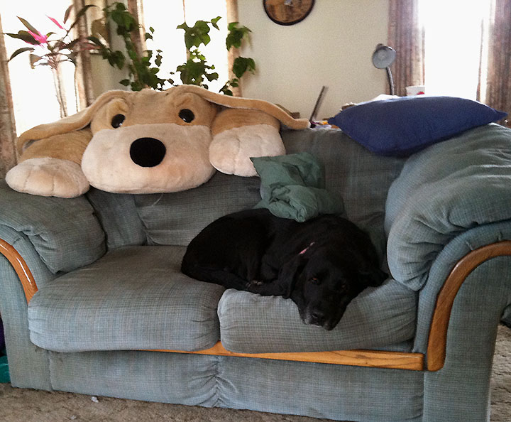 Black Lab chilling on loveseat with giant stuffed dog looking over the back