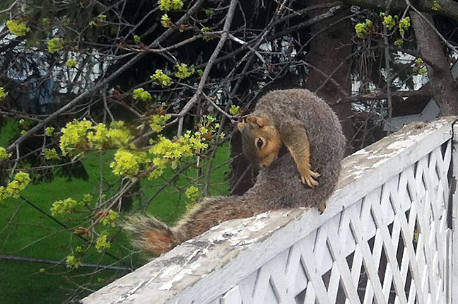 Pet Pics, 05232016&nbsp;edition