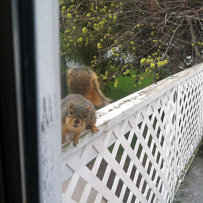 Squirrel staring in window