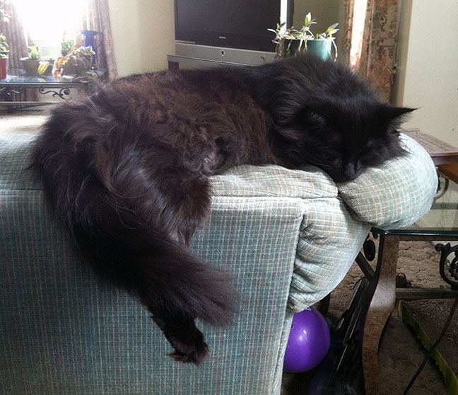 Cat sleeping with leg hanging off furniture