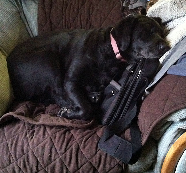 Black Lab dozing against a computer bag