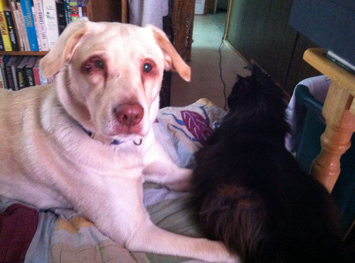 Dog and cat sitting together